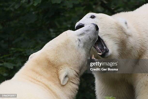 polar bear brawl - canine teeth stock pictures, royalty-free photos & images