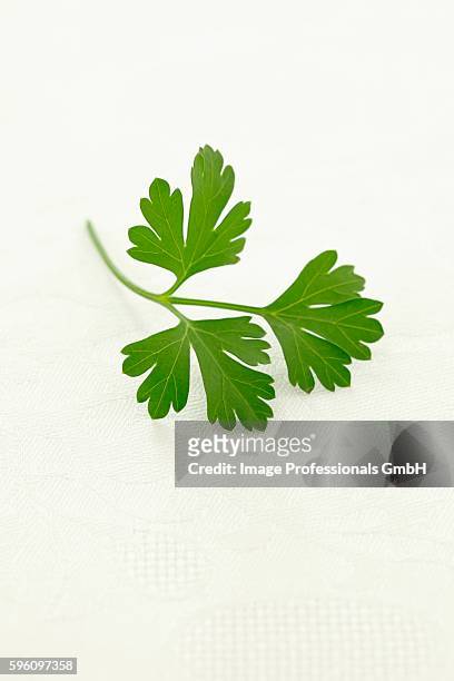 flat-leaf parsley - flat leaf parsley - fotografias e filmes do acervo