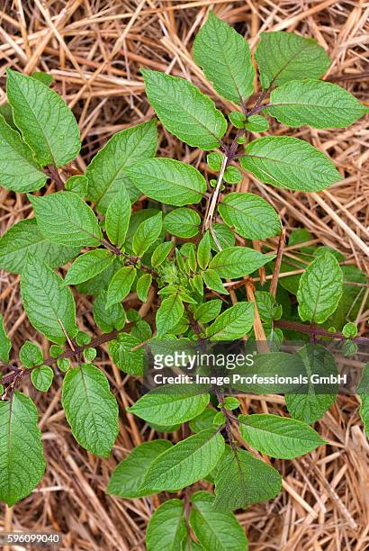 fingerling potato plant growing in maine garden - fingerling potato stock pictures, royalty-free photos & images