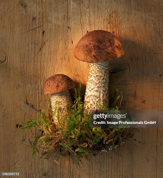 birch bolete mushrooms with moss on a wooden surface - birch bolete stock pictures, royalty-free photos & images