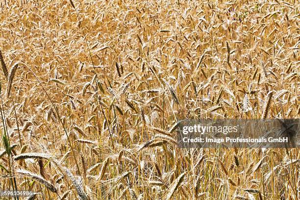 Common Winter Rye 236 Winter Rye Stock Photos, High-Res Pictures, and Images - Getty Images