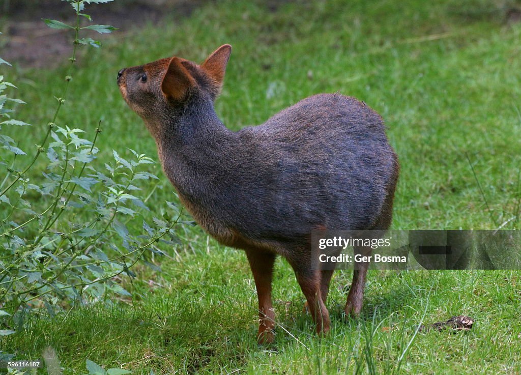 Southern Pudú Deer High-Res Stock Photo - Getty Images