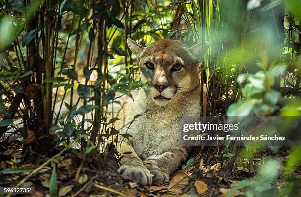 a cougar (puma concolor) lying between the vegetation of the jungle of belize, looking directly at the camera. mountain lion. - cougar stock pictures, royalty-free photos & images