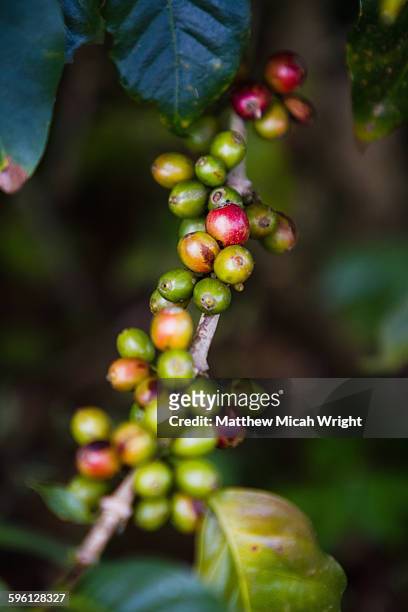 coffee beans in laos - meseta de bolaven fotografías e imágenes de stock