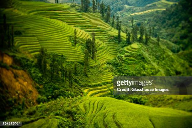 terraced fields in northern vietnam - vietnam foto e immagini stock