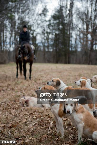 fox hunting hounds with rider in background - hound 個照片及圖片檔