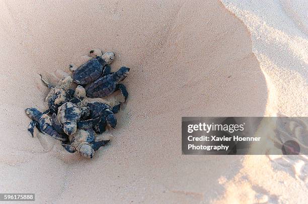 hatching - nido de tortuga fotografías e imágenes de stock