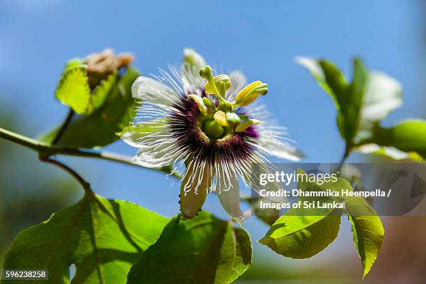 passiflora flower - passion fruit flower images stock pictures, royalty-free photos & images