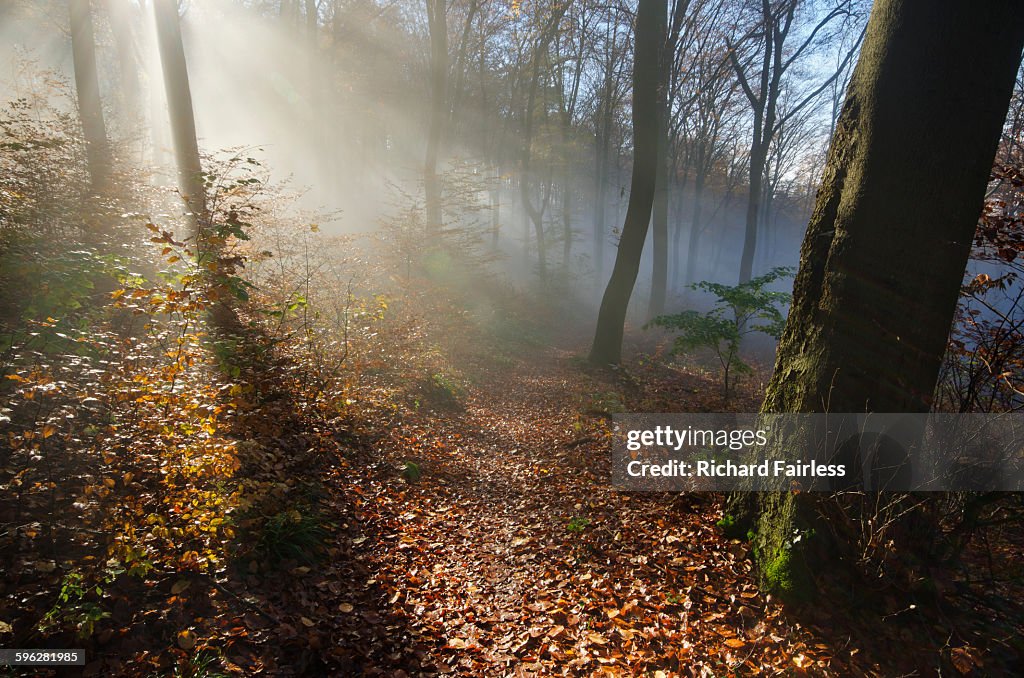 Sunlight in the Forest