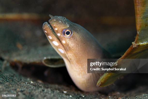 brown spotted moray - horizontaal stock-fotos und bilder