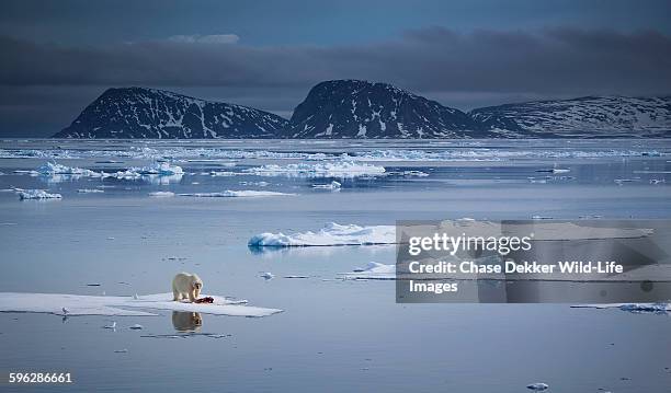 melting world - polar bear stock pictures, royalty-free photos & images