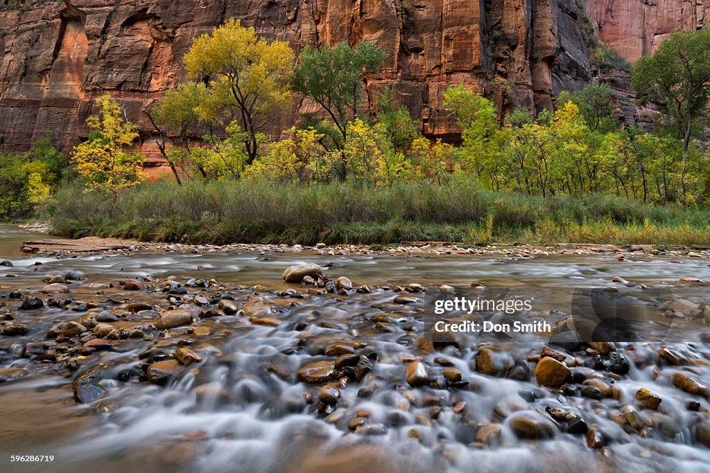 Cottonwoods and Virgin River