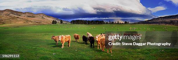 stormcloud over cows panorama - new zealand cow stock pictures, royalty-free photos & images