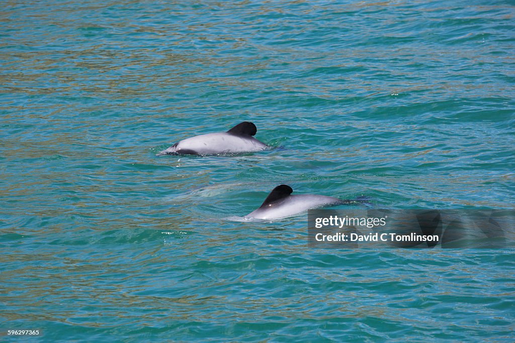 Pod of endangered Hector's dolphins, Akaroa