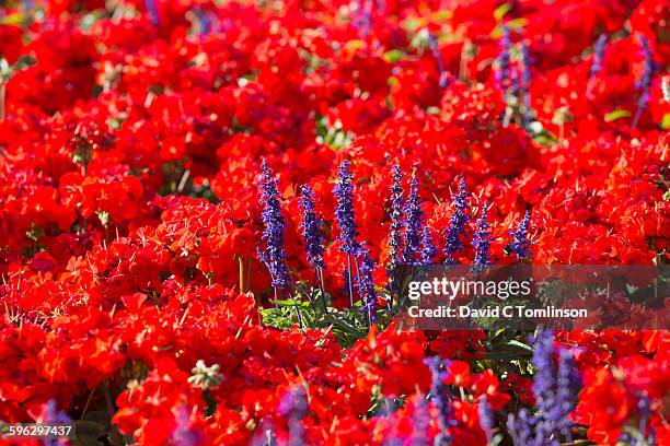 flower border in the botanic gardens, christchurch - red salvia stock pictures, royalty-free photos & images
