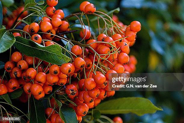 berries for the birds - cotoneaster horizontalis stock pictures, royalty-free photos & images