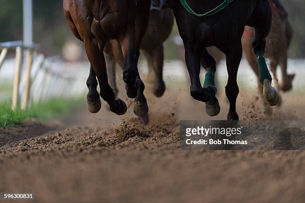 horse racing detail, hooves on all weather track - cavallo equino foto e immagini stock