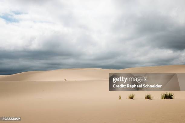 coastal sand dune landscape, oregon, usa - oregon dunes national monument stockfoto's en -beelden