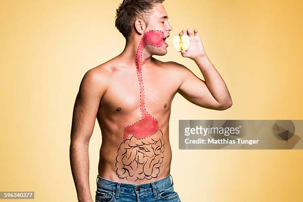 man eating an apple with diagram of digestion - spijsverteringsstelsel stockfoto's en -beelden