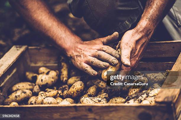 farmer cleaning his potatoe with bare hands - hands at work imagens e fotografias de stock