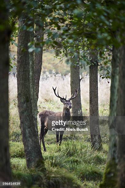 stag in the forest - deer stock pictures, royalty-free photos & images
