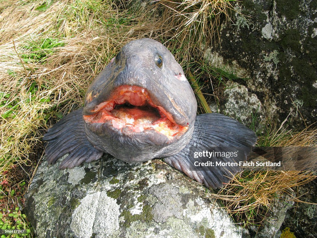 Wolffish