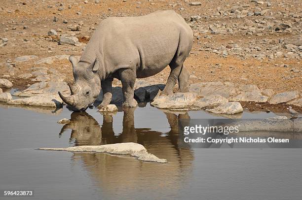 etosha national park - rhinos stock pictures, royalty-free photos & images