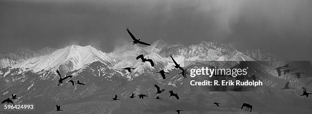 sandhill cranes - rudolph stock pictures, royalty-free photos & images