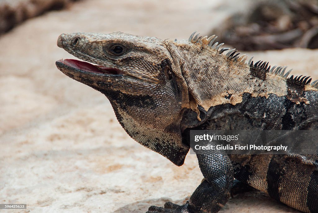 Iguana in Tulum, Mexico