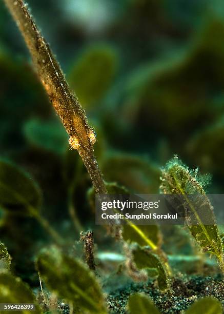 robust ghost pipefish - robust ghost pipefish stock pictures, royalty-free photos & images