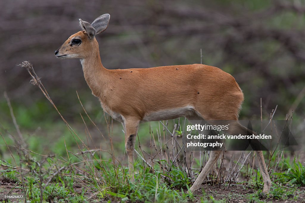 Female steenbok