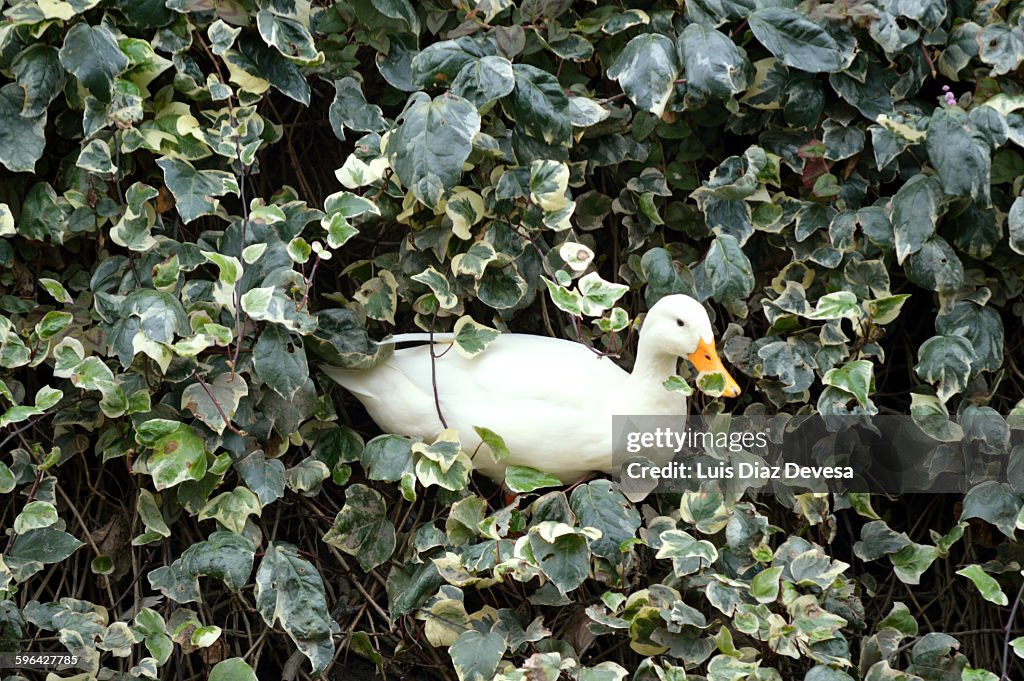 Duck among ivy