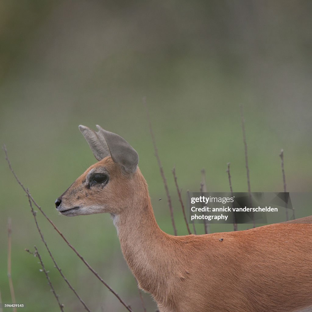 Steenbok