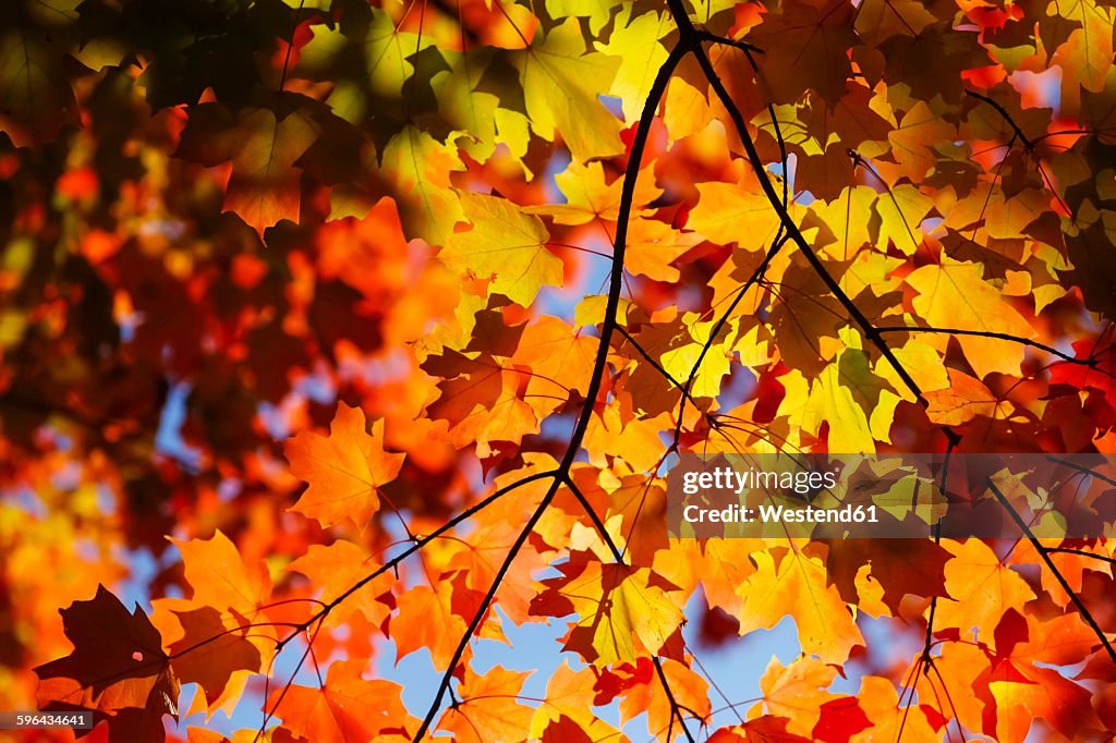 Maple, autumn leaves