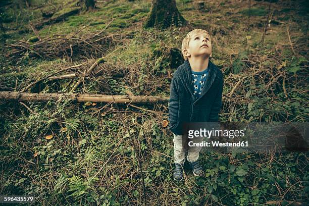 little boy standing in forest looking up in wonder - boy awe stock pictures, royalty-free photos & images