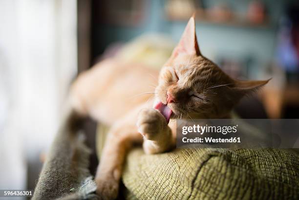 cat licking it's paw on the top of a couch - feet lick bildbanksfoton och bilder