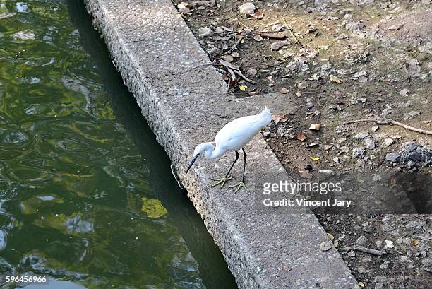 little egret (egretta garzetta) in lumphini park in bangkok - egret stock-fotos und bilder