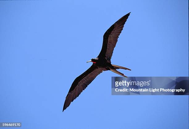 Magnificent Frigatebird in Flight