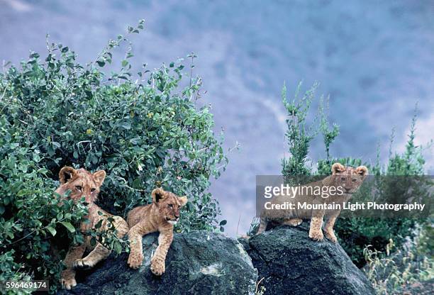 Lion Cubs Relax on Ngorongoro Kopje