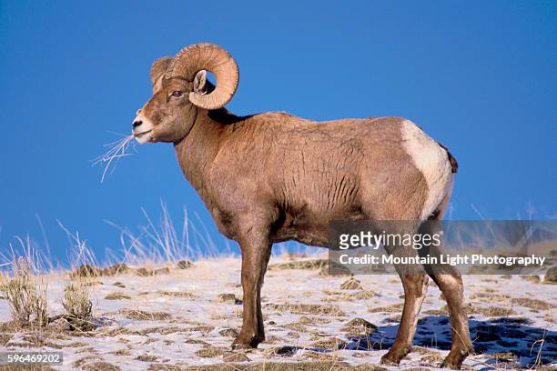 Rocky Mountain Bighorn Ram