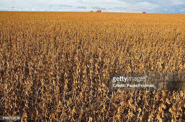 Soybean Fields at Fartura Farm, Mato Grosso state, Brazil. Brazil is the second biggest soy producer worldwide.