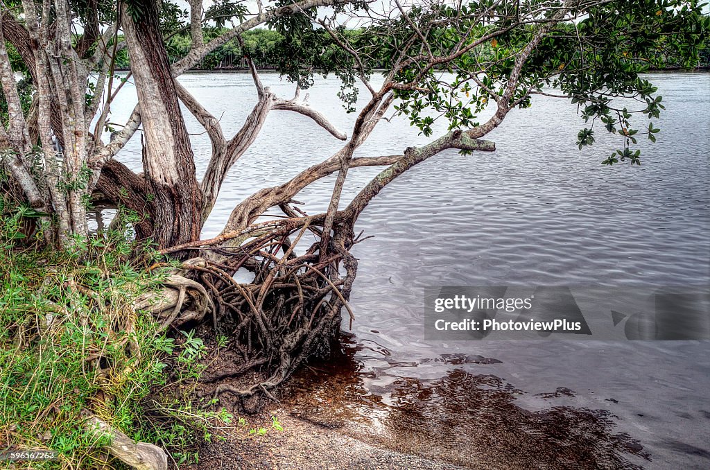 Mangrove tree at Chatham bend