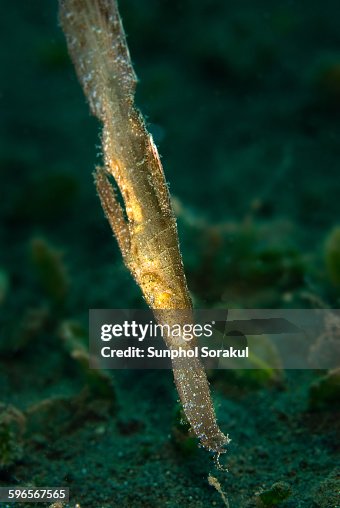 Robust ghost pipefish Robust ghost pipefish