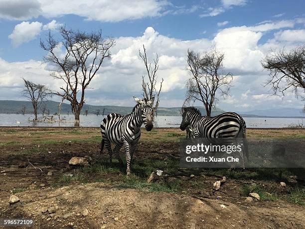 zebras grazing - xuan che stock-fotos und bilder