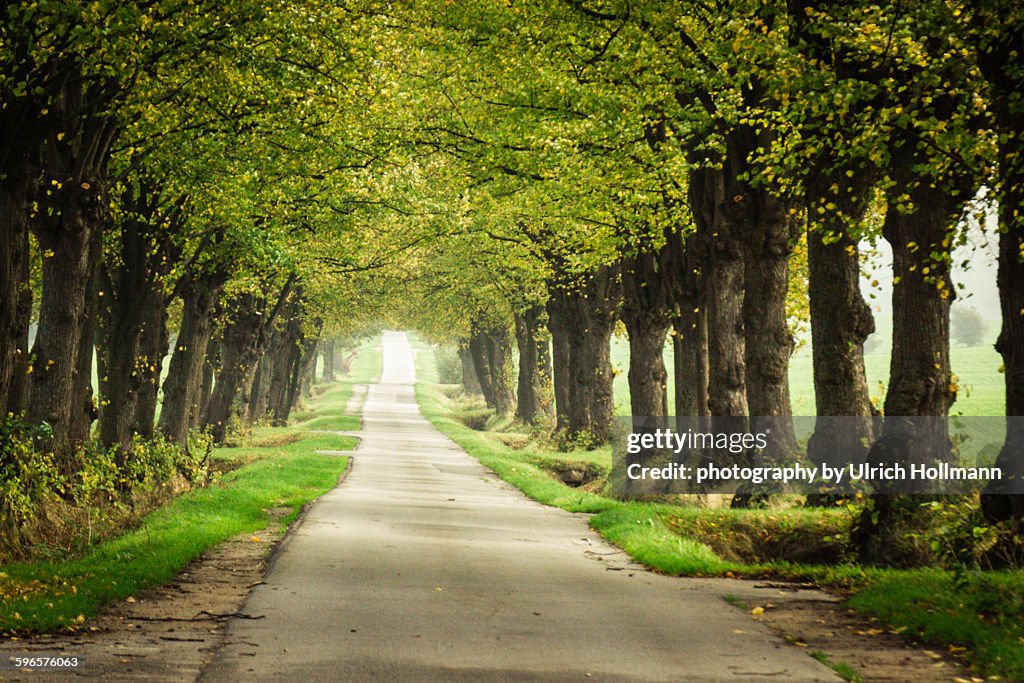 Tree lined street in Northern Germany