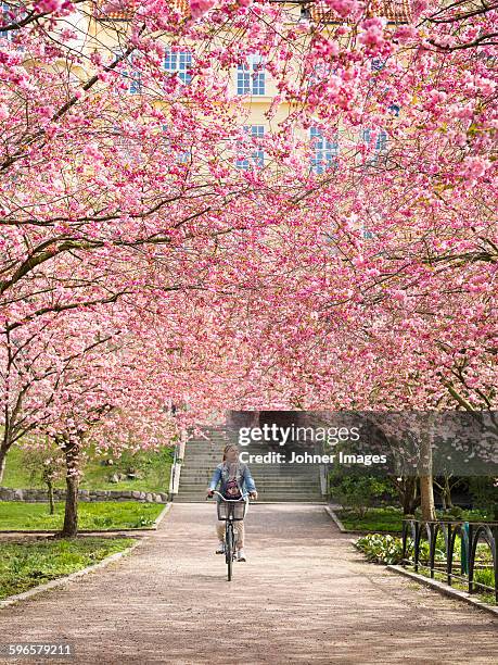 woman cycling under blossoming trees - gothenburg bike stock pictures, royalty-free photos & images