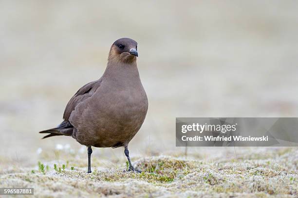 arctic skua - arctic skua stock pictures, royalty-free photos & images