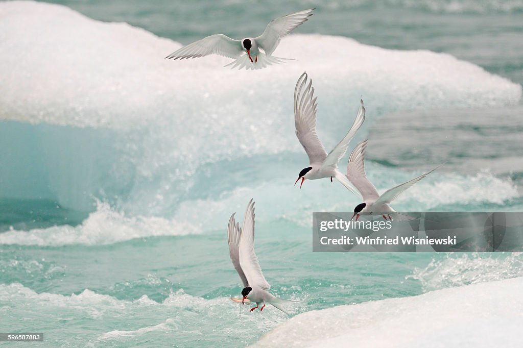 Arctic tern of Iceland