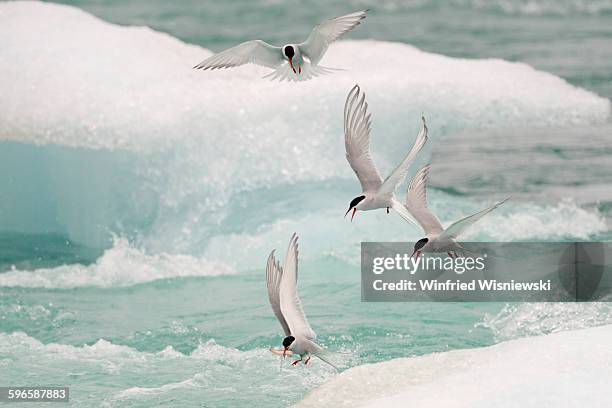 arctic tern of iceland - キョクアジサシ ストックフォトと画像