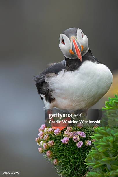 puffin at latrabjarg, iceland - papageitaucher stock-fotos und bilder